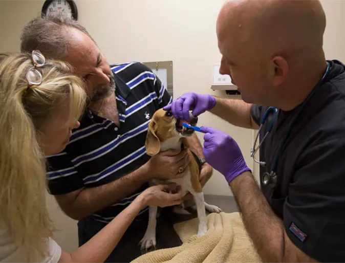 A veterinarian examining a small dog's teeth